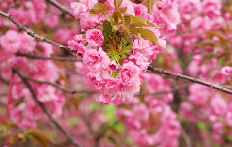 试管婴儿成功率最高的医院排名