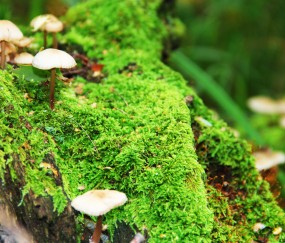 怎么增大卵泡（怎样增卵泡）