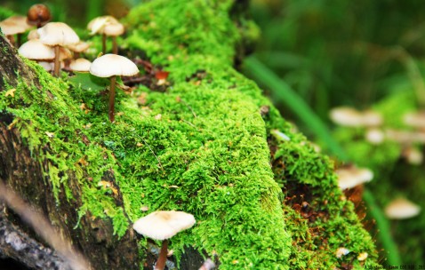 小孩发烧脸红高烧不退（小孩发烧脸红高烧不退怎么办）