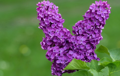 小孩发烧鼻子会痛吗（小孩发烧鼻子会痛吗怎么办）