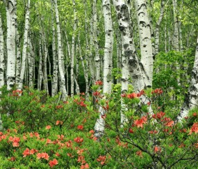 窦卵泡几个正常（窦卵泡多大正常）