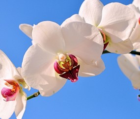 26的卵泡还有用吗（卵泡26毫米了还没破怎么办）