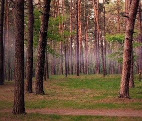 吃榴莲可以长卵泡（吃榴莲长卵泡吗）