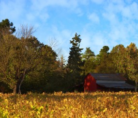 卵泡有絮状回声（卵泡絮状回声是黄素化吗）