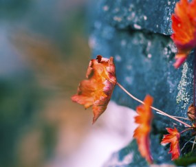 激素六项正常卵泡多（激素六项正常卵泡多是多囊吗）