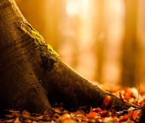 小孩发烧破坏免疫力吗（小孩发烧是不是会提高免疫力）