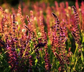 卵泡张力不足（卵泡张力不足是不是正在排卵）
