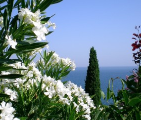 小孩发烧过后怎么有红点（小孩子发烧过后出现红点怎么回事）