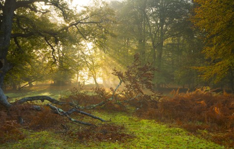 7细胞胚胎移植成功率